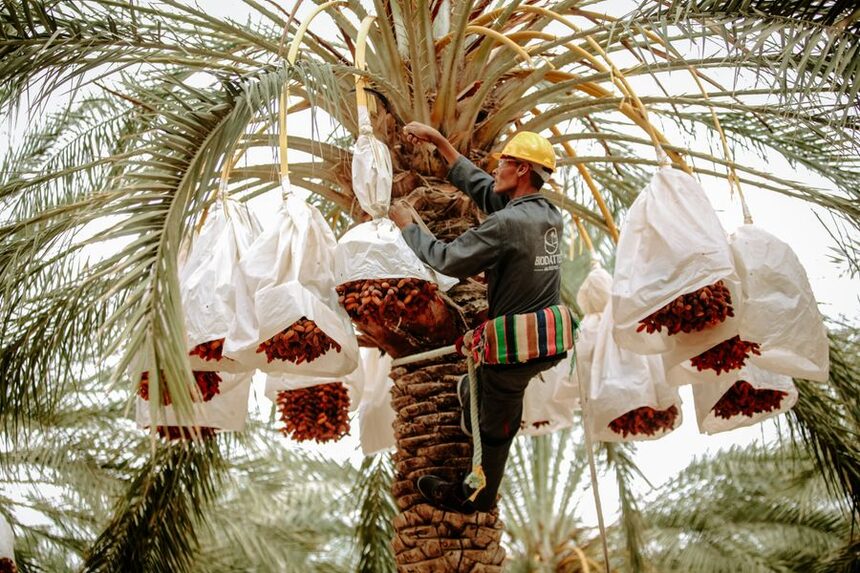 Palm tree skinning and frond removal in the Central Valley