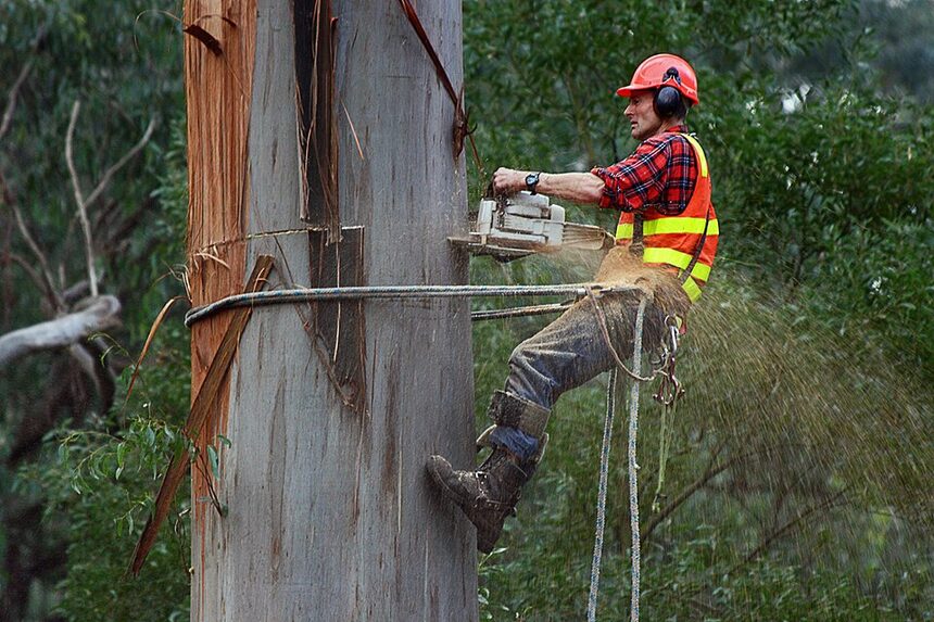 Certified climber removing a tall tree in Fresno