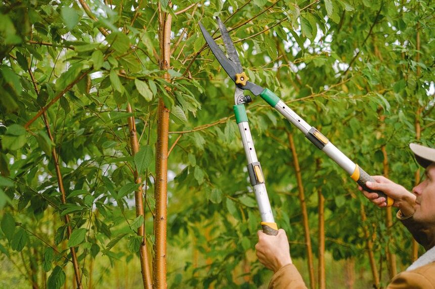 Tree trimming and pruning overgrown branches